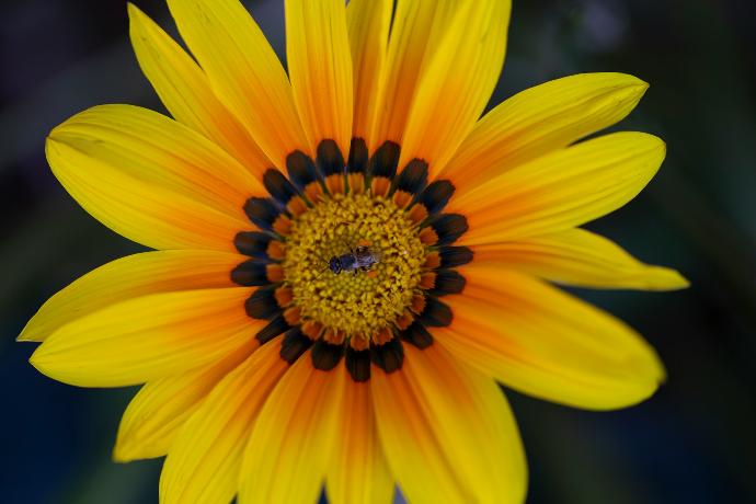 a large yellow flower with a black center